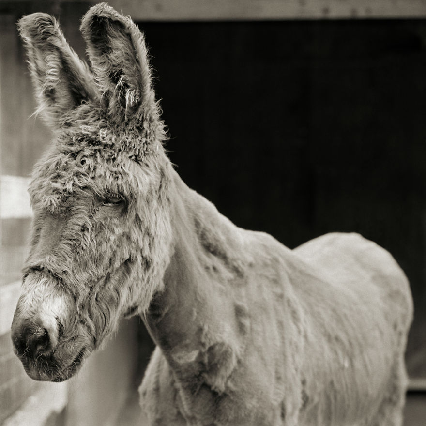 Babs, Donkey, Age 24