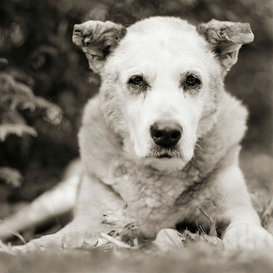 Bumper, Mixed Breed Dog, Age 17