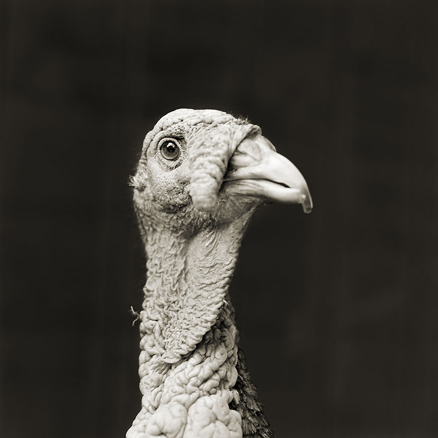 Marino, Bronze Turkey, Age 5