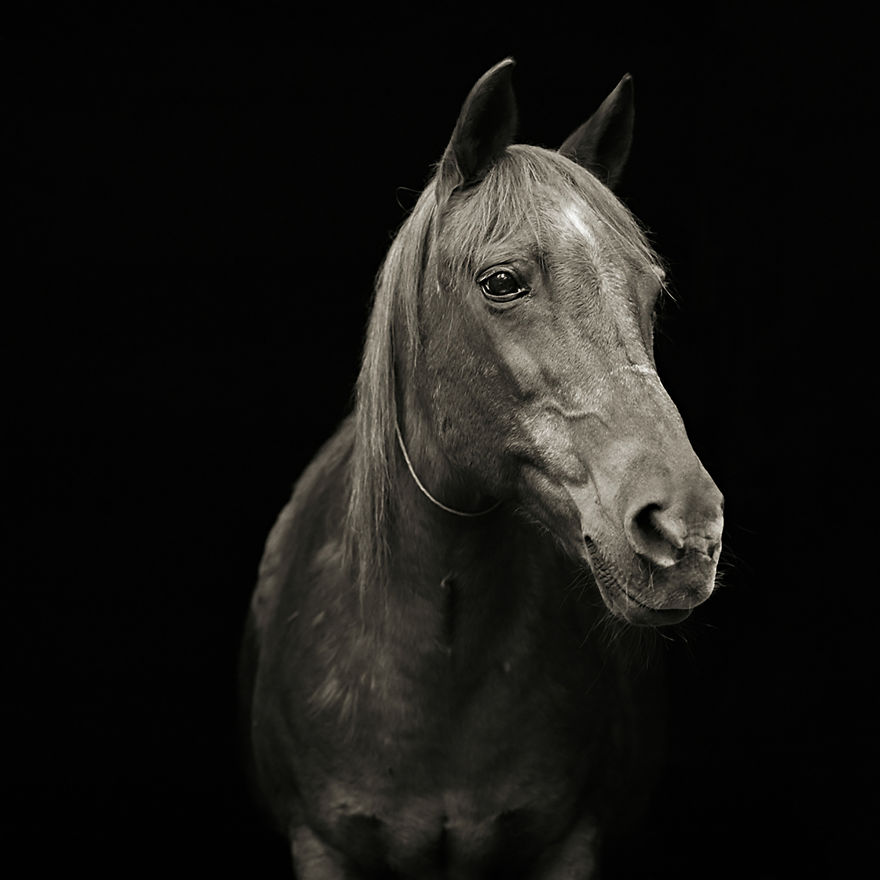 Pumpkin, Morgan Arabian Horse, Age 28