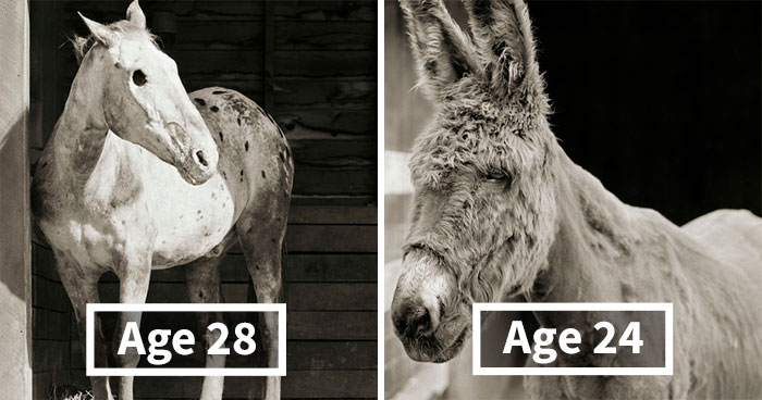 “Allowed To Grow Old:” Photographer Captures Rescue Animals Who Escaped Slaughterhouses Or Farms (15 Pics)