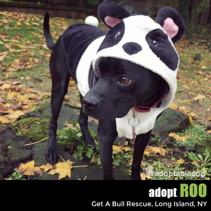 Roo Needs A Home! Roo Needs A Home!