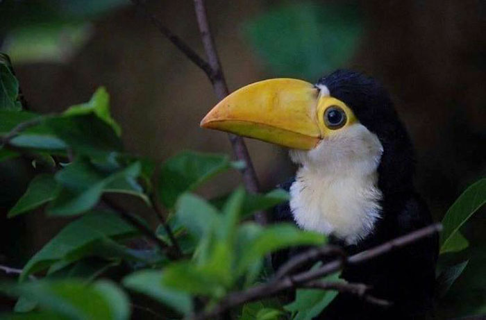 People Are Suddenly Realizing Toucans Are Weirder Than They Thought, Share Facts About Them In A Viral Thread
