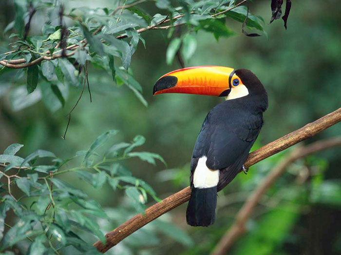 People Are Suddenly Realizing Toucans Are Weirder Than They Thought, Share Facts About Them In A Viral Thread