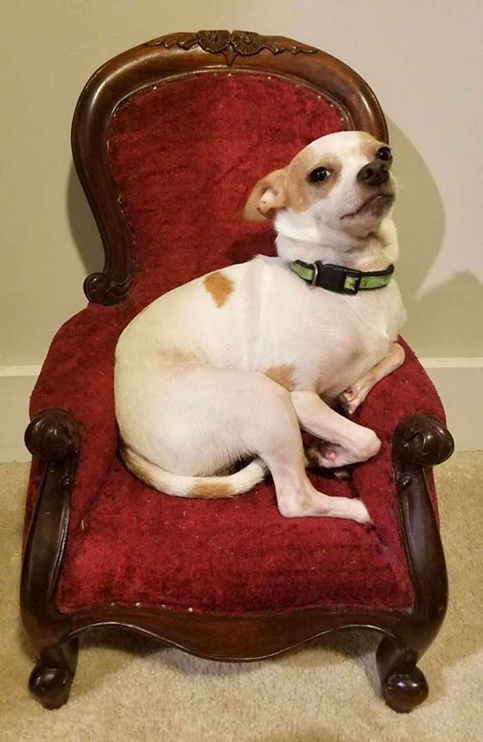 Here’s My Boy Bax Looking Regal Af In His Tiny Chair That I Found At The Goodwill. Someone Serve This King Some Tea & Crumpets Already