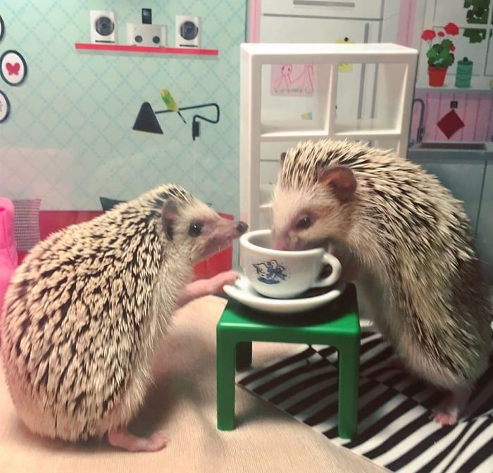 My Hedgehogs Eating Mealworms From A Tiny Thrift Shop Teacup