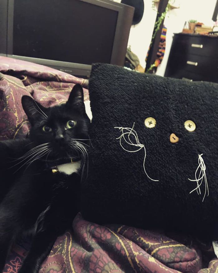 This Pillow That Oddly Resembled My Cat Sid