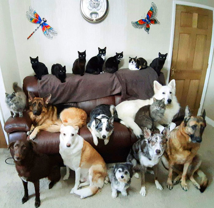 Esta mujer consiguió al fin que sus 17 mascotas posaran para una foto