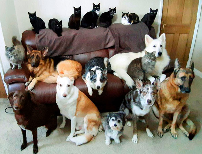 Woman Finally Manages To Get Her 17 Pets To Sit Still For A Photo