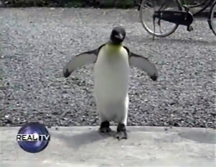This Rescued King Penguin Loved Going To The Fish Market So Much That His Family Taught Him How To Buy Fish On His Own
