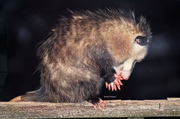 praying-opossum-2-2-5df5b9f570755.jpg