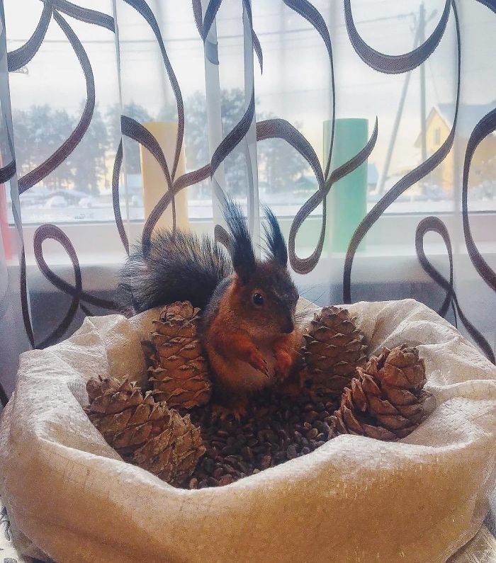 Guy Finds A Baby Squirrel That Can't Even Walk Yet, Takes It Home And Now They're Best Friends (26 Pics)