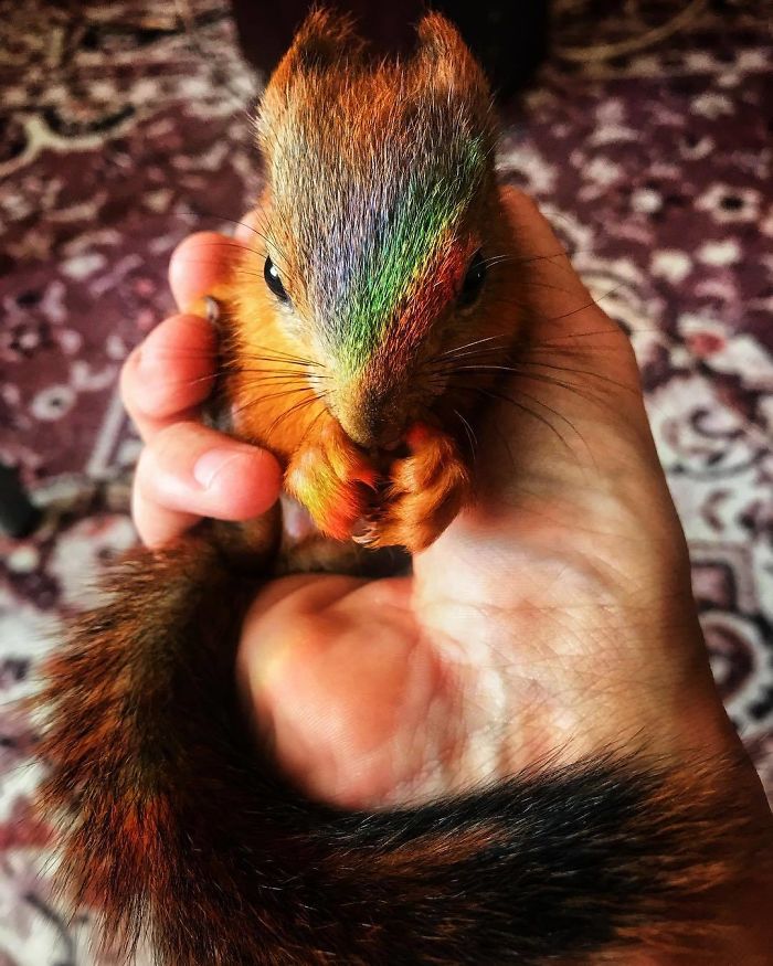 Guy Finds A Baby Squirrel That Can't Even Walk Yet, Takes It Home And Now They're Best Friends (26 Pics)