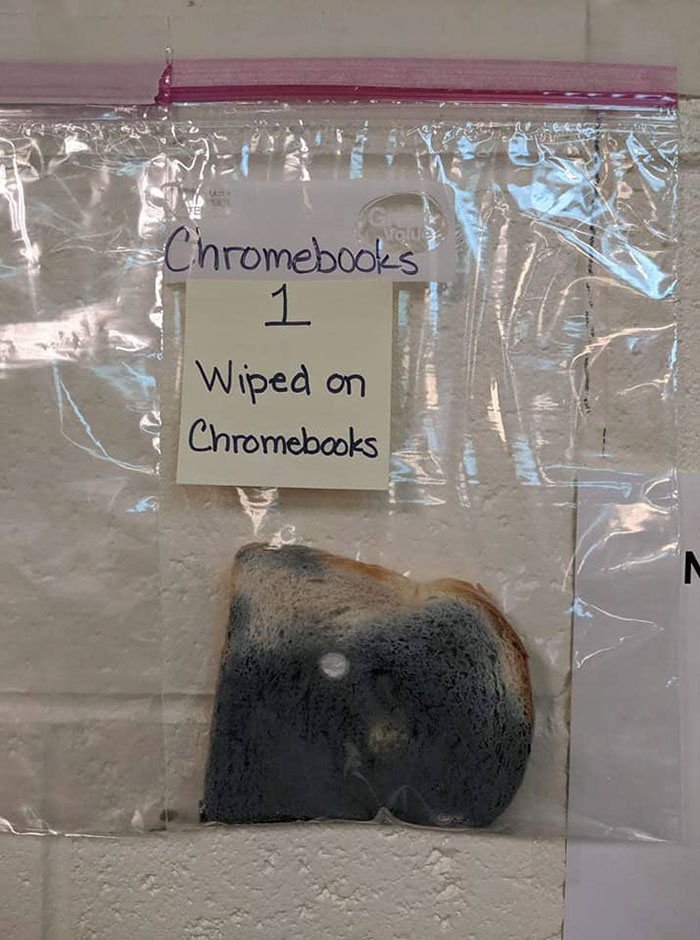 Elementary School's Science Experiment With White Bread Is Going Viral