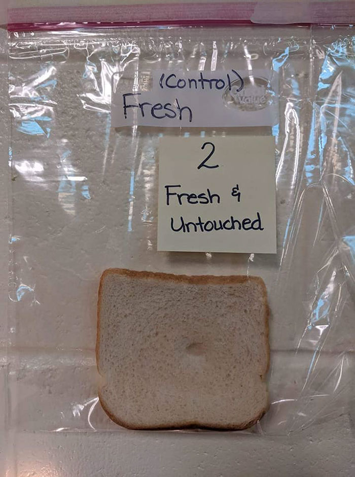 Elementary School's Science Experiment With White Bread Is Going Viral