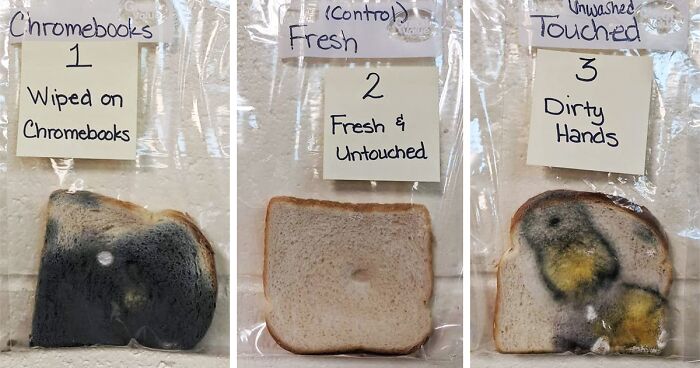 moldy bread experiment titles