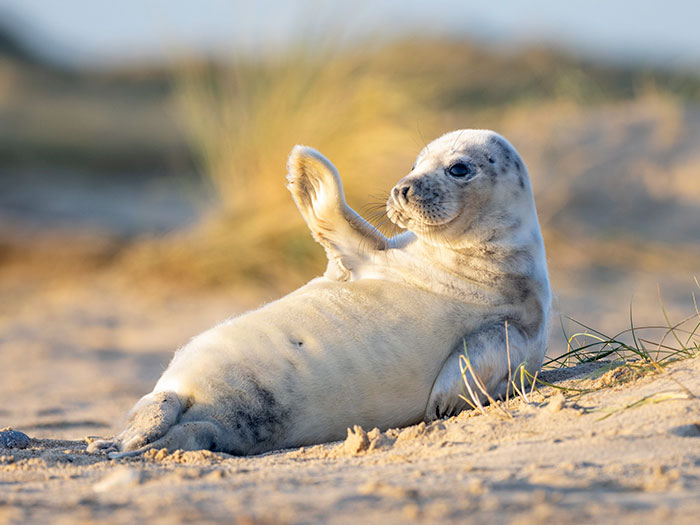 This Ridiculously Photogenic Baby Seal Will Steal Your Heart
