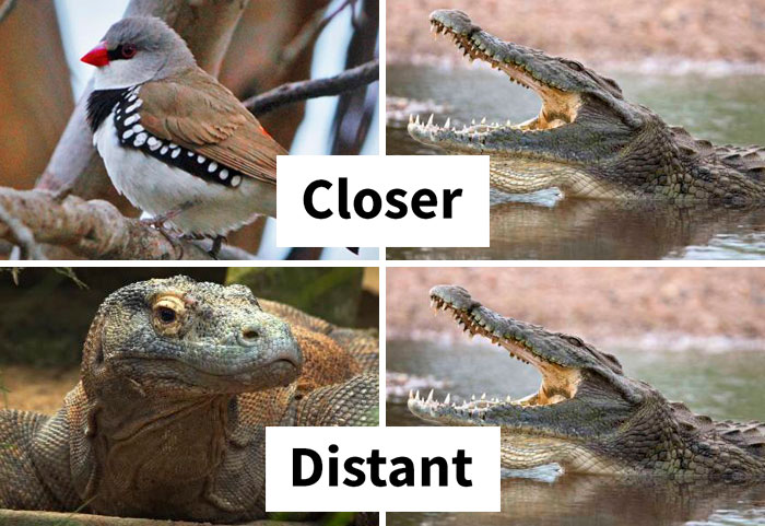 People Share Mindblowing Pairs Of Animals That Look Similar But Are Genetically Incompatible