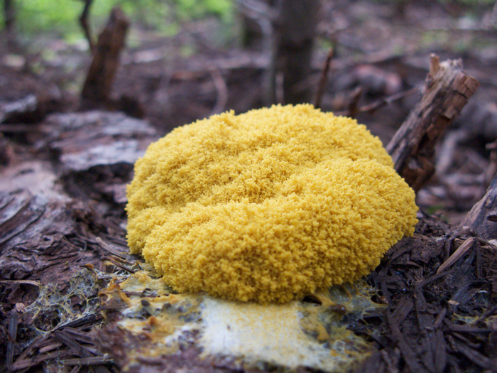 Scientists Used Slime Mold To Create The Most Efficient Traffic Map For The United States
