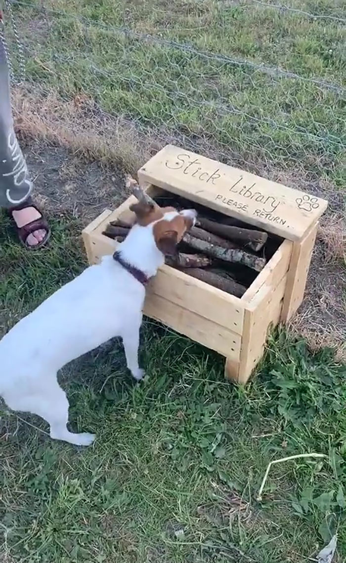 Man Builds A Stick Library For Every Dog At The Park