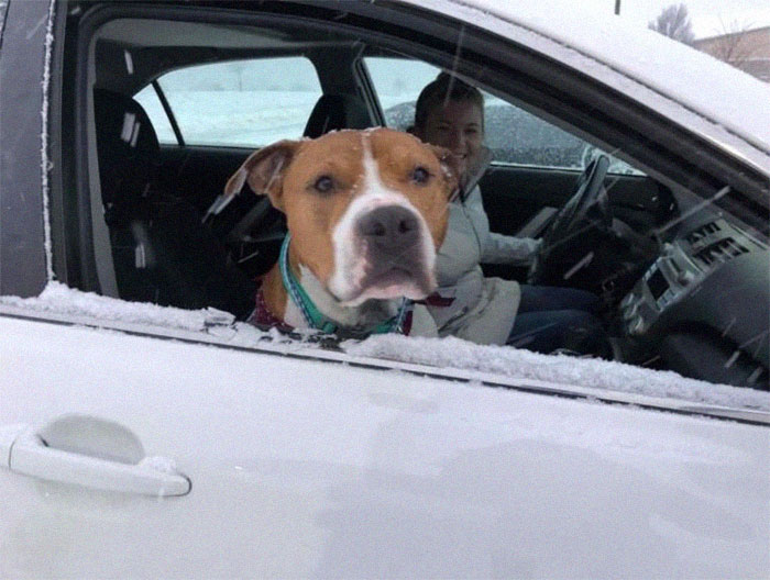 Stolen Pit Bull Found 2,000 Miles Away Returns Home For Christmas With The Help Of 15 Volunteers