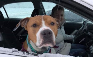 Stolen Pit Bull Found 2,000 Miles Away Returns Home For Christmas With The Help Of 15 Volunteers