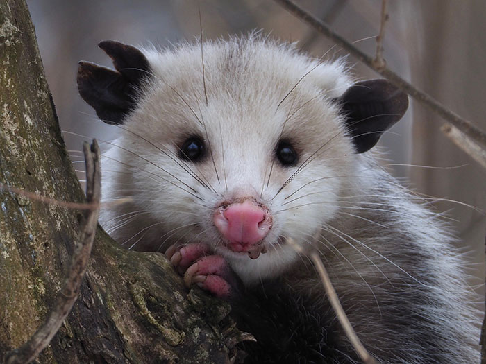 Hình ảnh này chưa có thuộc tính alt; tên tệp của nó là trail-cam-opossum-eating-ticks-deer-vermont-wildlife-coalition-5-5dfca3abd374c__700.jpg