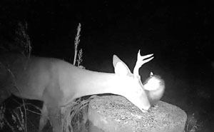 Trail Cam Accidentally Captured The Moment An Opossum Helped A Deer By Picking Ticks Off Its Face