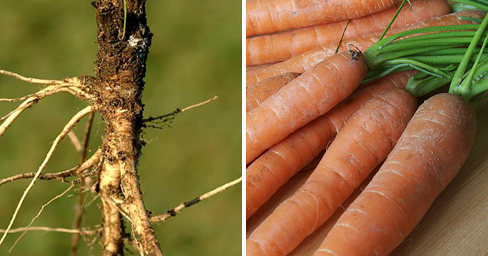 Here Are 8 Pictures Of Fruit And Vegetables Before They Were Domesticated By Humans And After