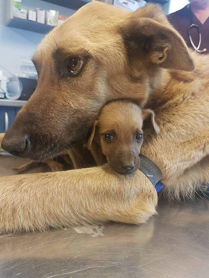 Rescued Momma Protecting Her Pupper