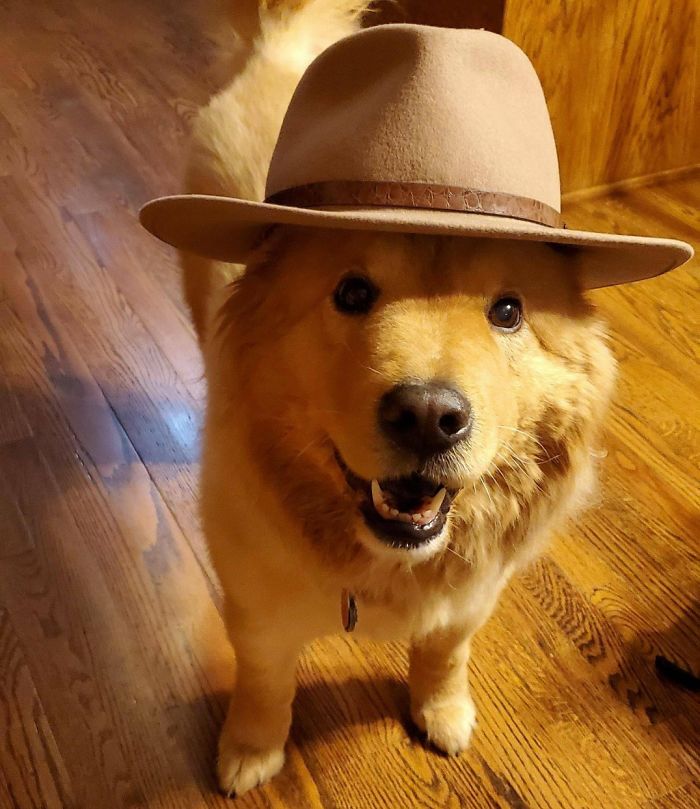 I Like To Put Hats On My Grandparents Dog, And She Likes To Wear Them