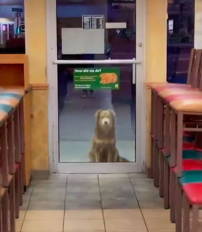 Stray Dog Visits Subway Every Day For A Free Sandwich