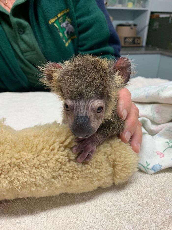 Dog Saves A Koala Joey From The Bushfires And He Makes A Stunning Recovery
