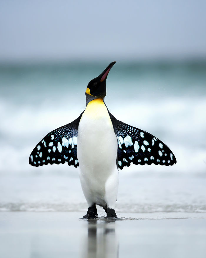 Butterfly Penguin