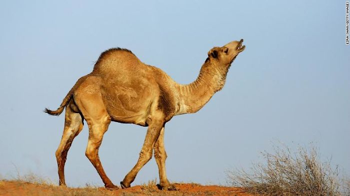 10,000 Camels At Risk Because Of Dry Season 10,000 Camels At Risk Because Of Dry Season