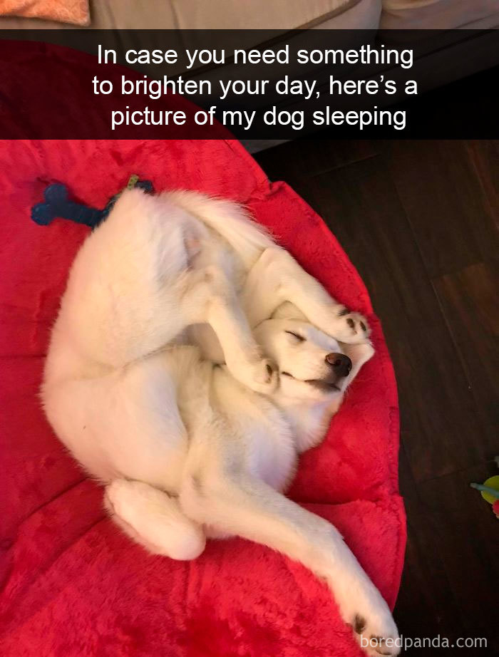Funny-Hilarious-Dog-Snapchats