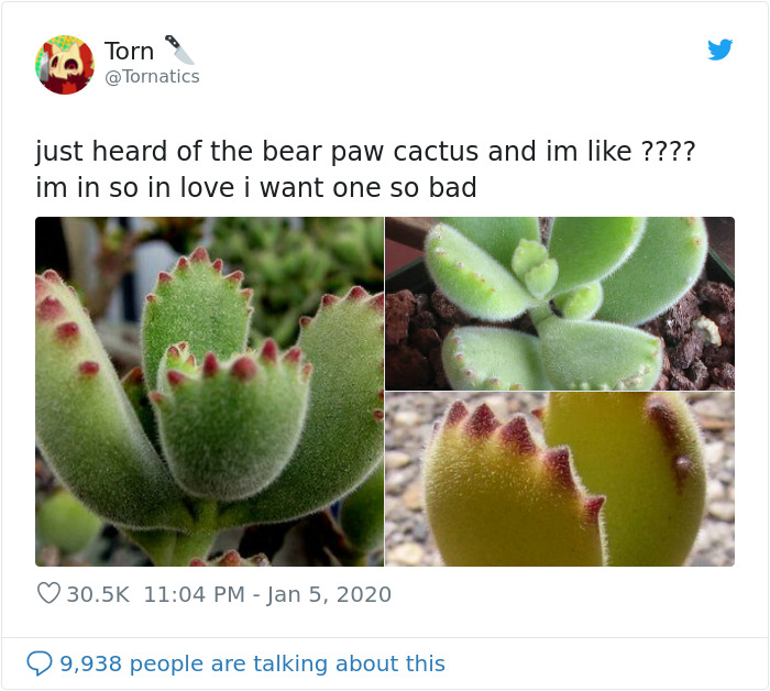 Artist Proves There's Boundaries To Creativity By Turning Bear's Paw Succulent Into An Adorable Character | Bored Panda