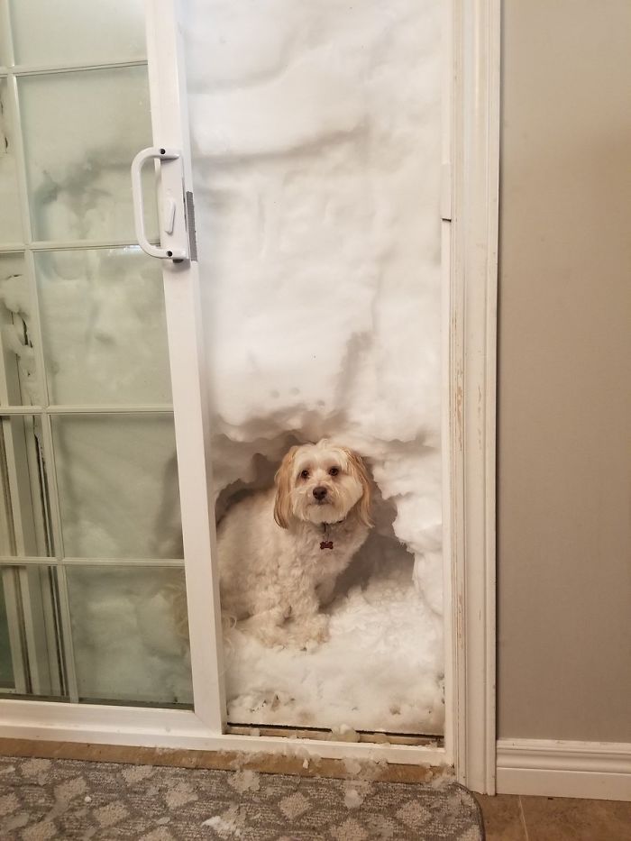 Scooby Now Has A State-Of-The-Art "Doggy Snow Outhouse"