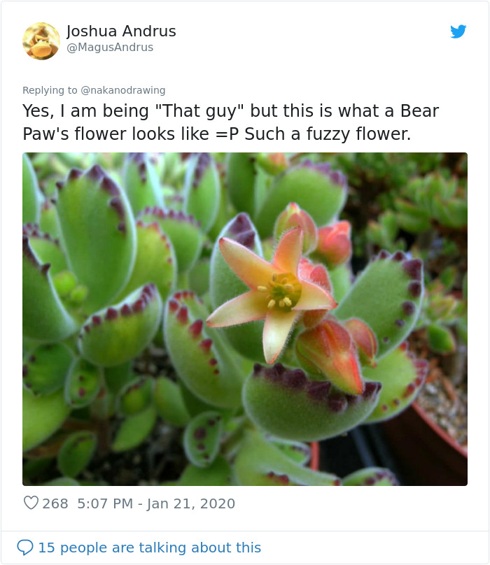 Tyggegummi garn udendørs Artist Proves There's No Boundaries To Creativity By Turning Bear's Paw  Succulent Into An Adorable Character | Bored Panda