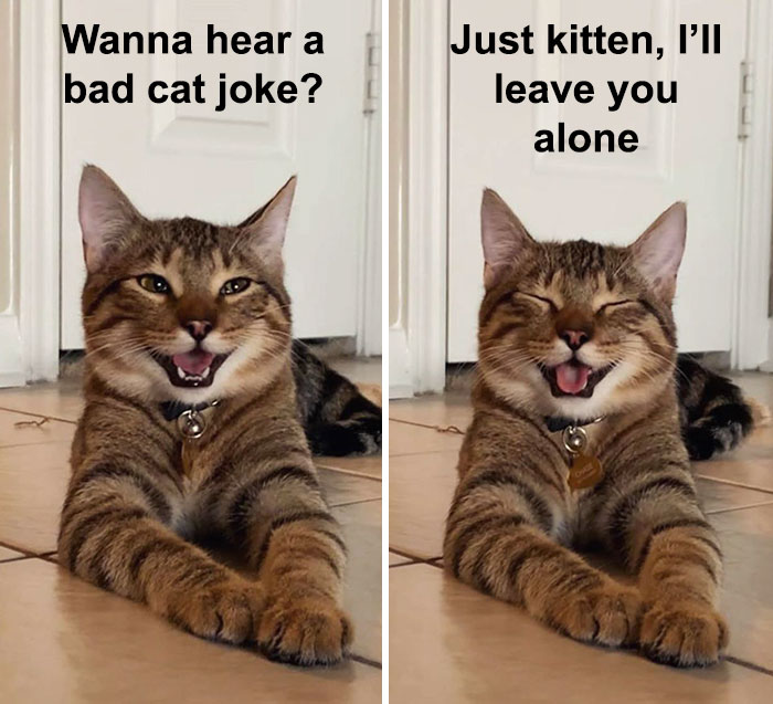 Cat-Meme-Joke