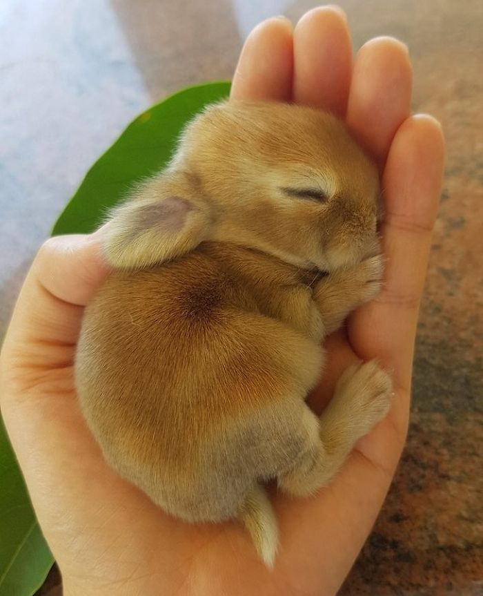The Sleepy Bunny