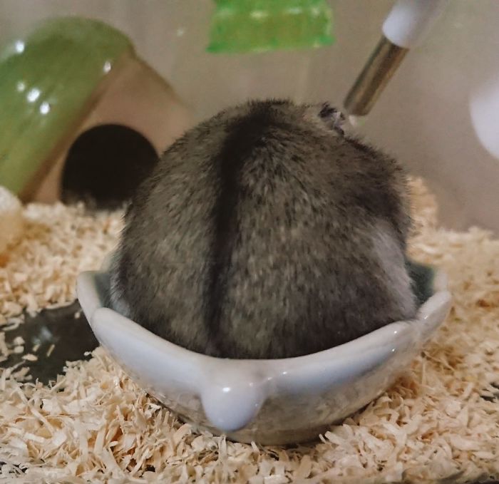 Cute-Hamster-Butts