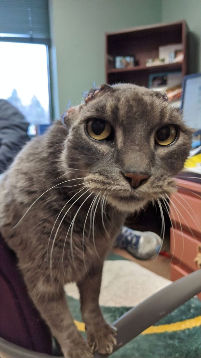 Stray Cat With Crocheted Ears Finally Finds A Forever Home