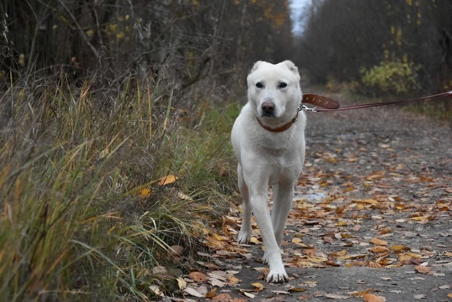 Husband Took His Ex-Wife's Dog And Abandoned Him 2000 Km Away, Now She's Traveling To Adopt Him