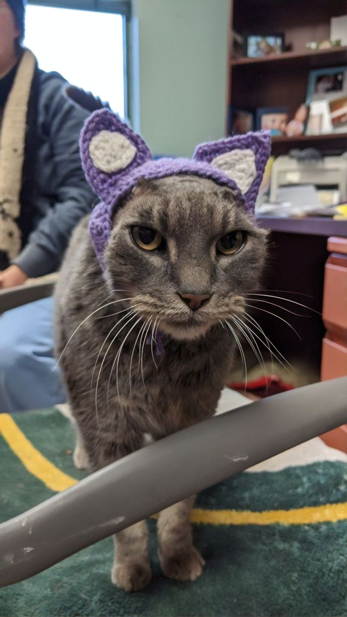 Stray Cat With Crocheted Ears Finally Finds A Forever Home
