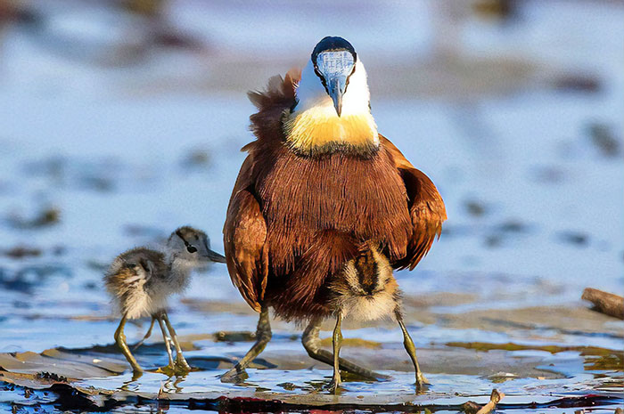 Protective Father Birds Hides His Chicks From Danger In Adorable Photos