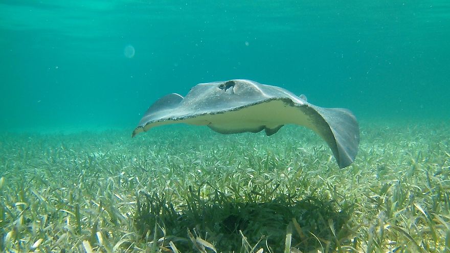 Moments In Snorkeling, Caye Caulker, Belize