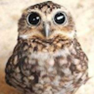 hristianahristova avatar