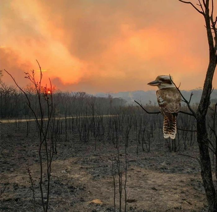 In Australia After A Fire