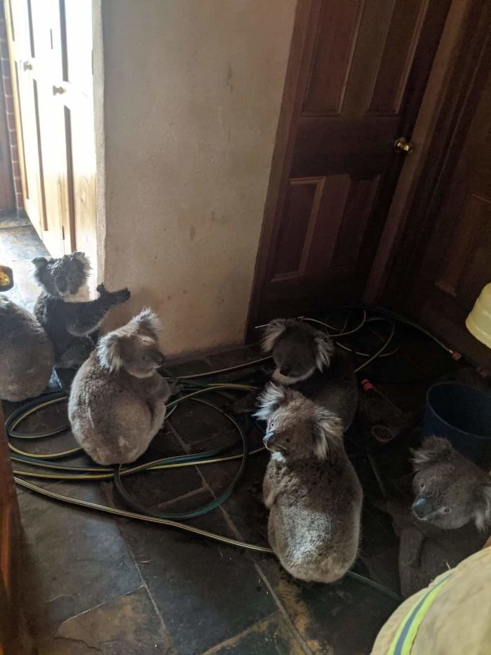 Koalas In A Home In Cudlee Creek, South Australia, After Being Rescued From Fires In A Garden. Local Firefighters Helped A Woman Move Them Into Her House